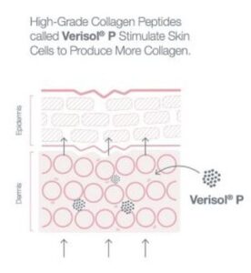 how do collagen peptides work